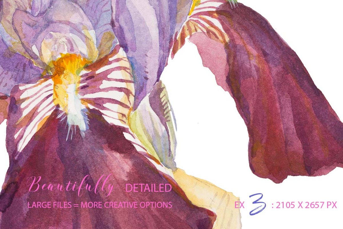 TheArtsyIrisCollection-Clipart, an Illustration by watercolorwild.graphics (Photo 11 of 13)