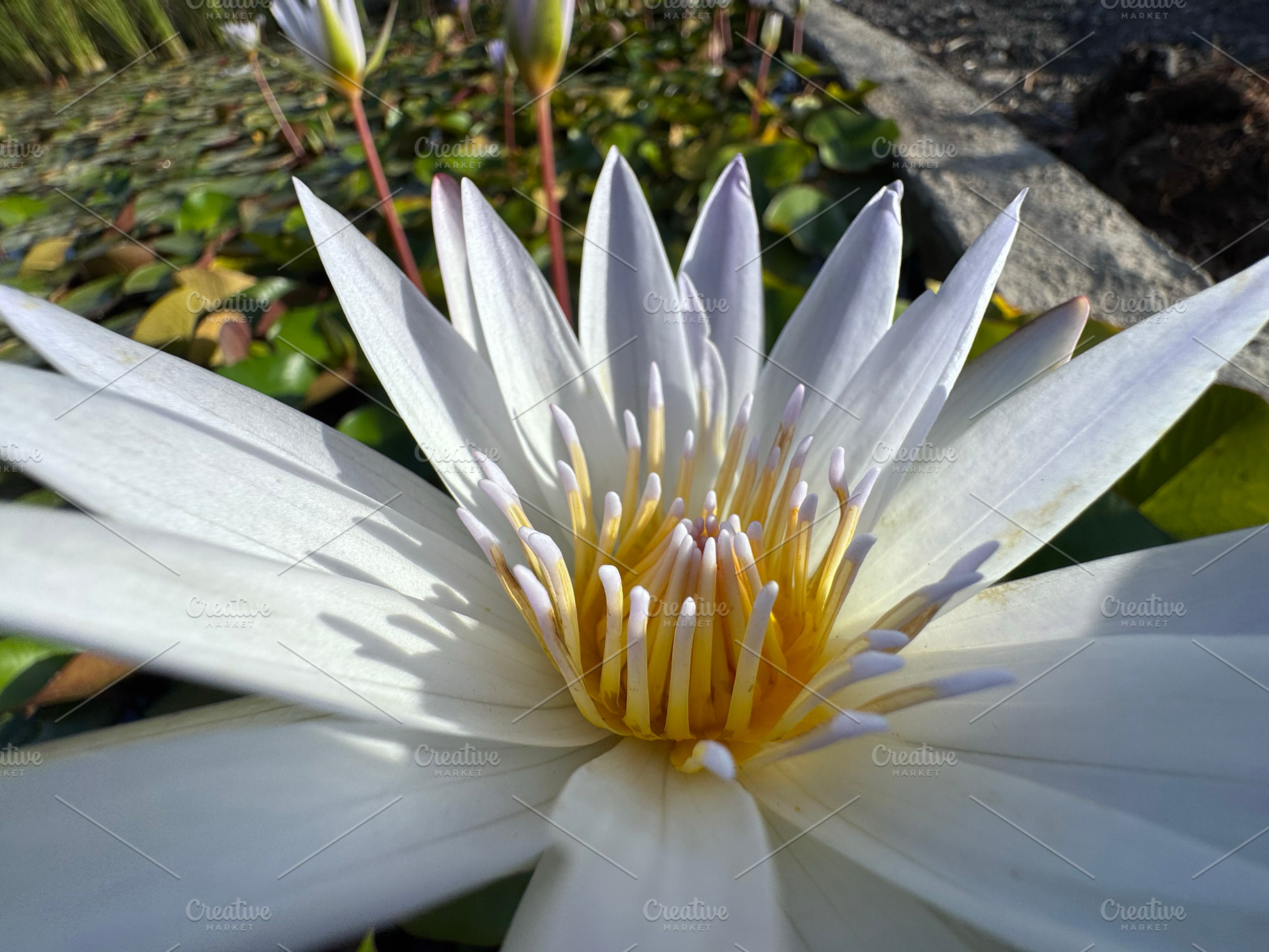 Extreme close-up view, a Nature Photo by Imaginarium
