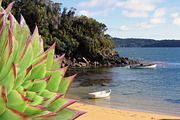 10 PSD Succulents Collection 1, an Object Graphic by envirographic (Thumbnail 4 of 4)