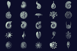 Scientific Illustrations