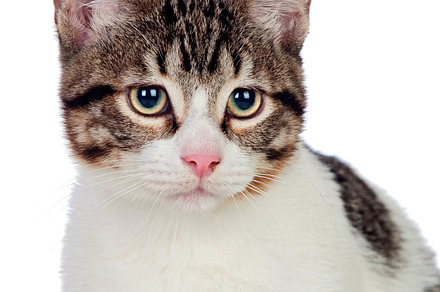 Beautiful white and brown cat, an Animal Photo by José Manuel Gelpi