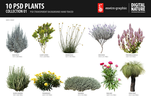 10 PSD Plants Collection 1 preview 6