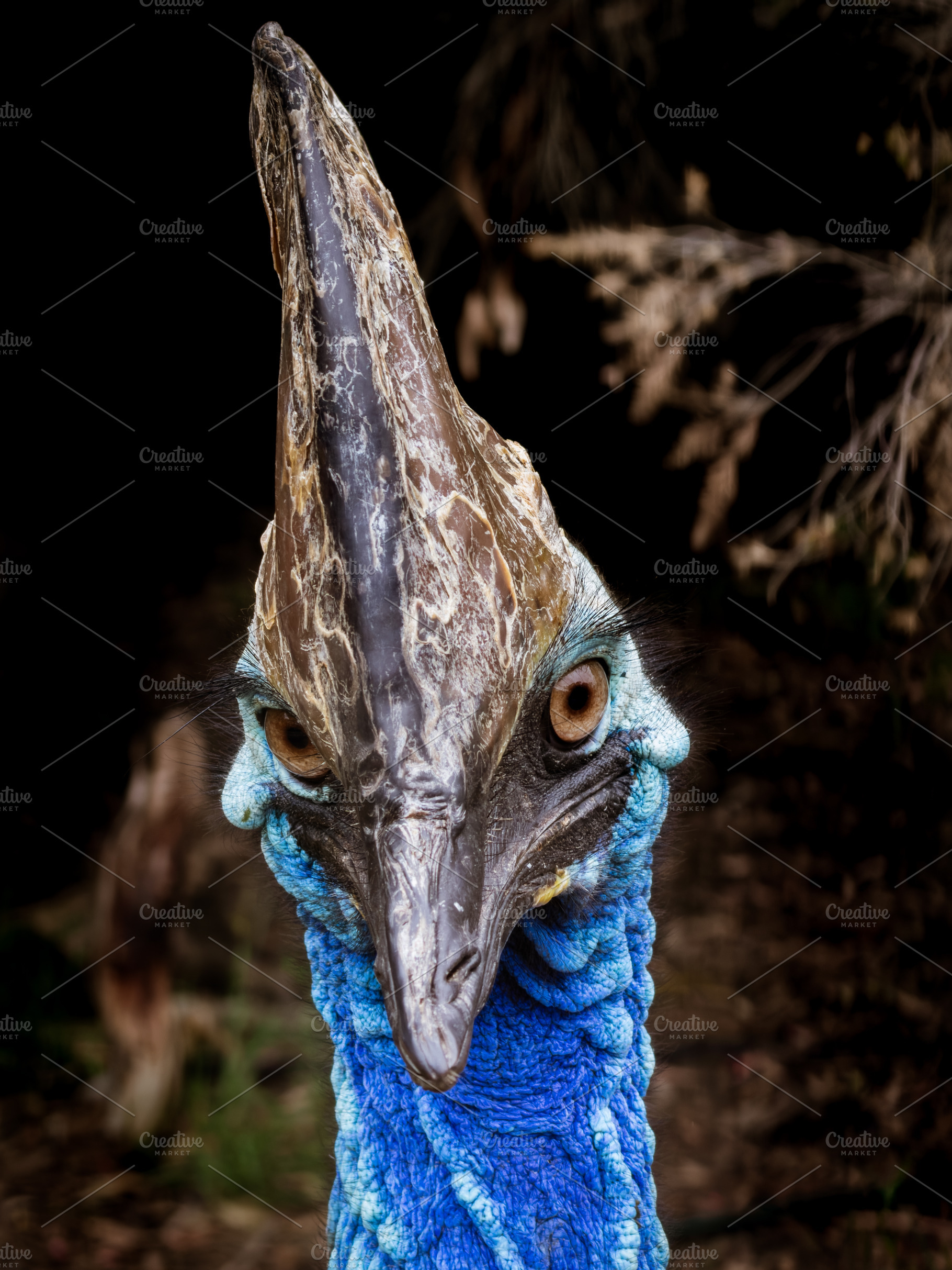 Cassowary Portrait Close Up, an Animal Photo by THP Creative