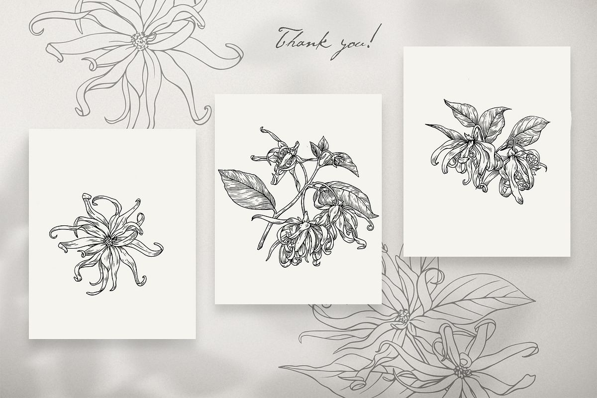 Flowers Ylang Ylang. Botanical set, an Object Graphic by ON_lineart_store (Photo 8 of 8)