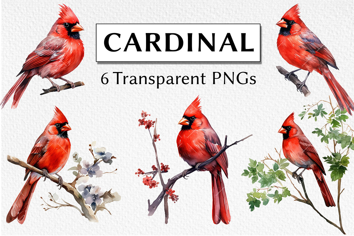 Cardinal Watercolor Clipart, an Animal Illustration by milkghost (Photo 1 of 2)
