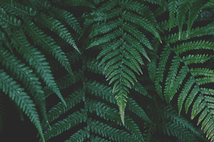 Minimalist Forest Fern Background, a Nature Photo by René Jordaan Photography