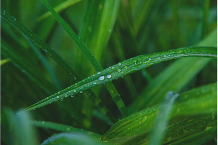 Water drops on grass leaves, a Nature Photo by yanadjana
