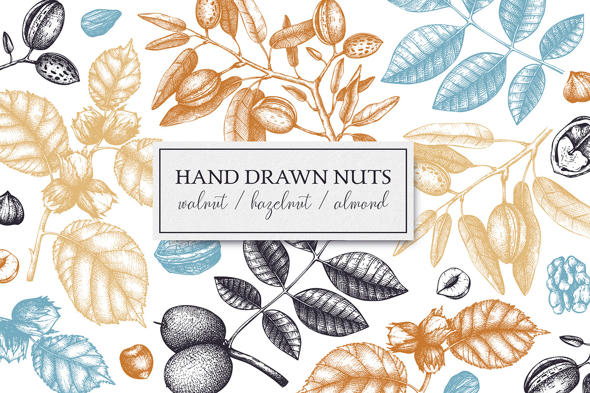 Hand-Drawn Nuts Sketches, a Food Illustration by Yevheniia (Photo 1 of 12)