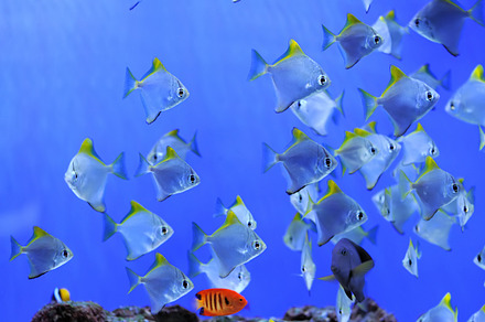 Underwater photos of small sea fish, an Animal Photo by yongkiet ...