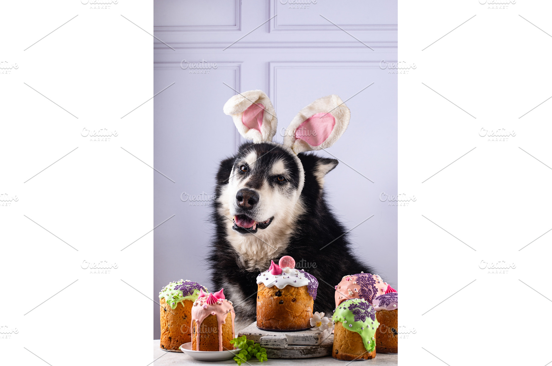 A cute malamute and Easter cakes, an Animal Photo by Yulia Furman