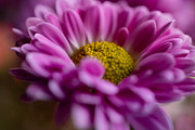 Pink chrysanthemum flower, a Nature Photo by Ana Dee Photography (Thumbnail 1 of 2)