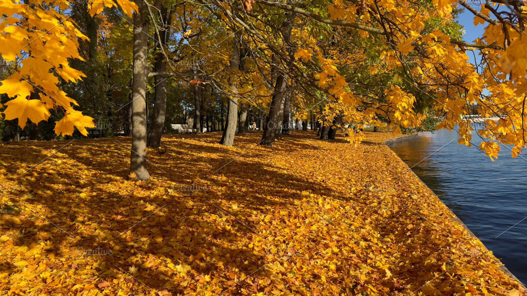 A serene lakeside view in autumn, featuring vibrant yellow maple leaves coverin, a Nature Photo by Textures & Backgrounds