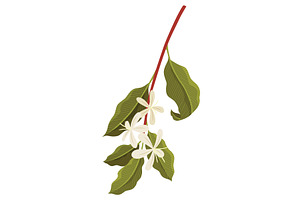 Branch of Coffee Plant with flowers, a Food Illustration by the8monkey