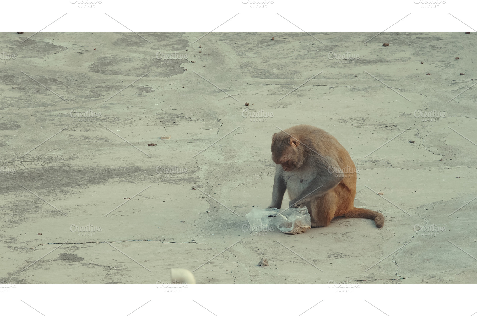 Agra, Uttar Pradesh, India. Monkey, an Animal Photo by Our Amazing World