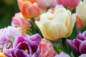 Colorful double tulips blooming in a spring garden, showing vibr, a Photo by Studio ANNA