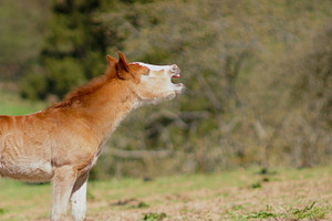 Foal containing foal, horse, and animal