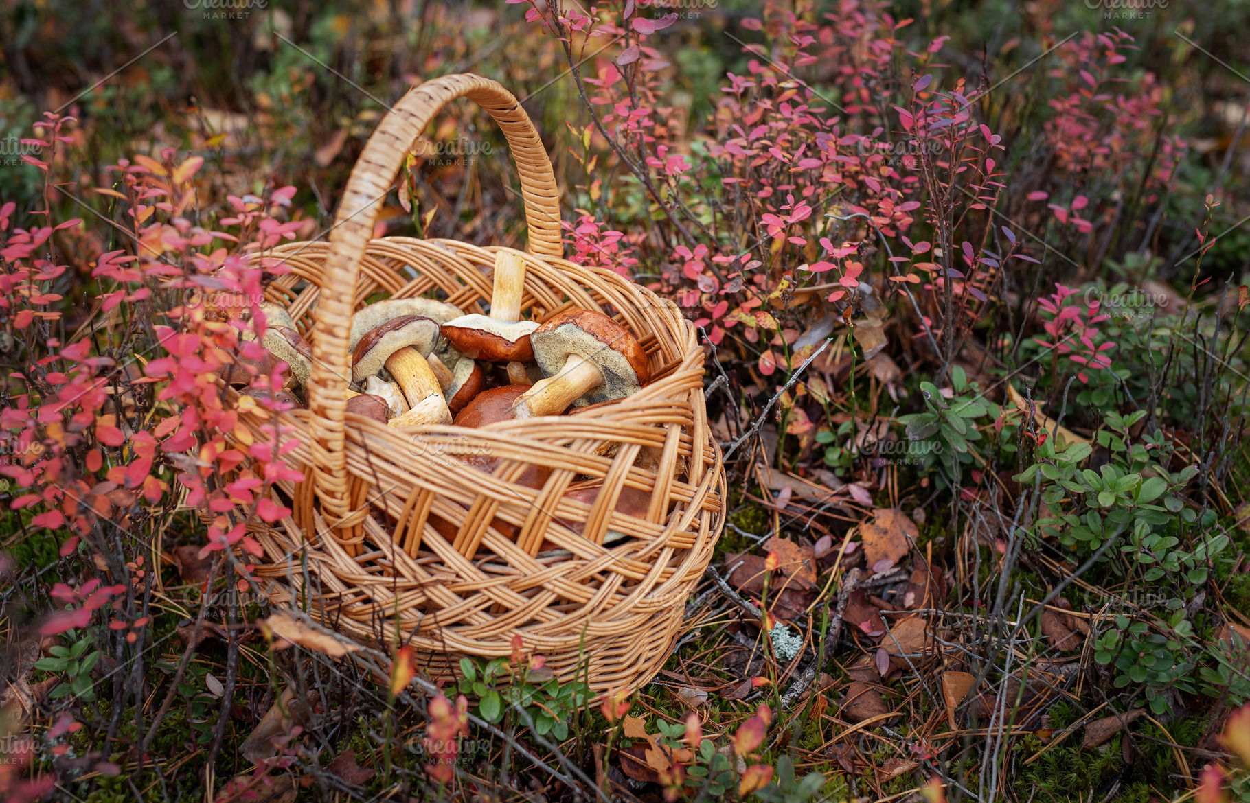 Basket full of mushrooms in autumn forest, a Food & Drink Photo by Olena Rudo
