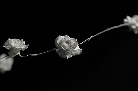 Elegant white roses on a string, a Photo by Beautiful things