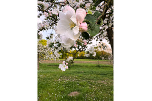 Close-up of blooming white and pink, a Photo by tilialucida