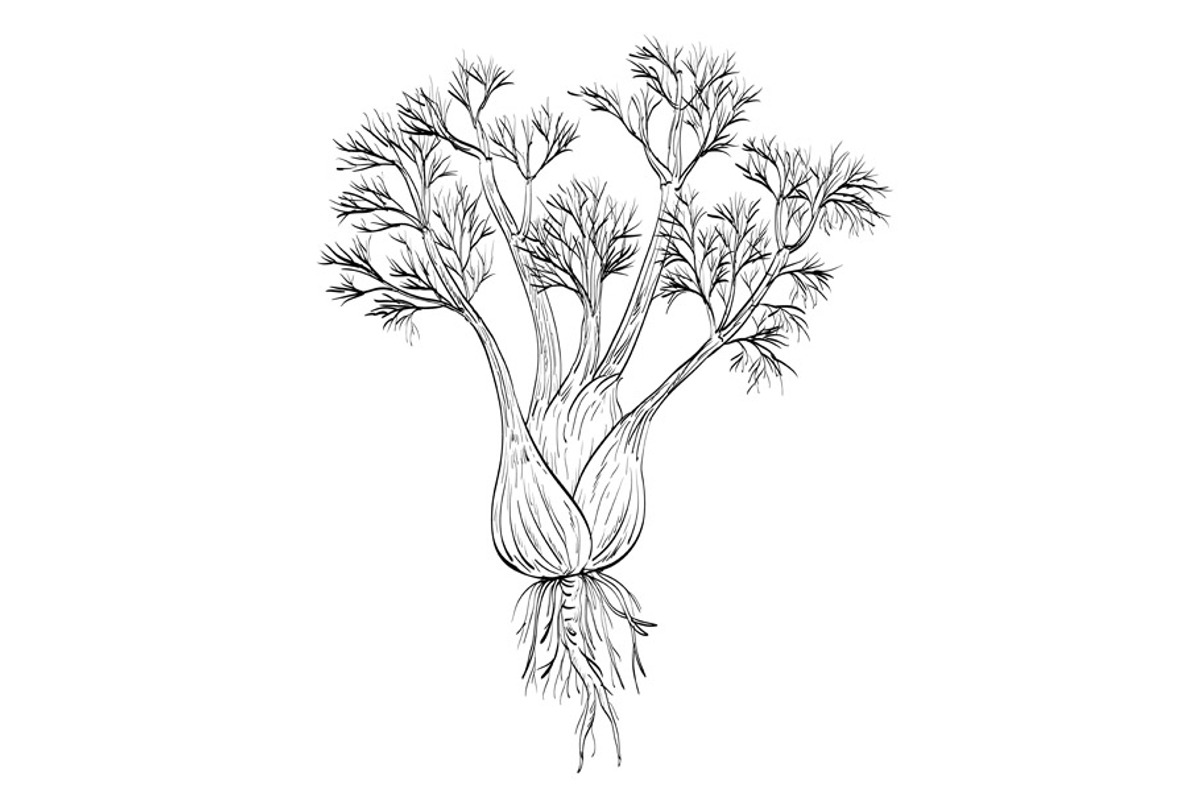 Fennel or Foeniculum Vulgare Drawing, an Illustration by patrimonio