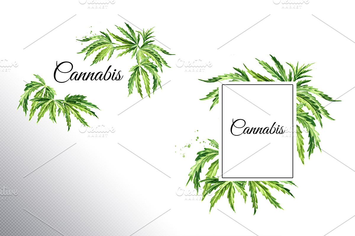 Cannabis. Watercolor collection, a Healthcare Illustration by Daria Ustiugova (Photo 8 of 12)