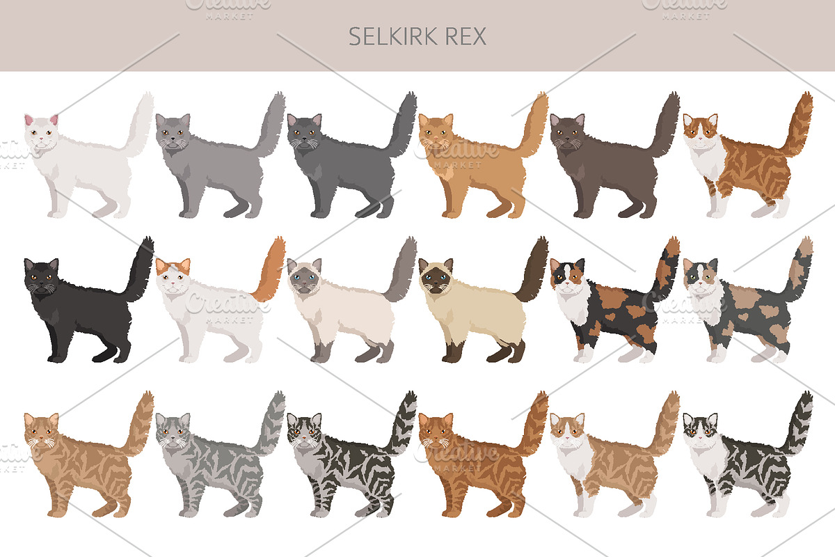 Selkirk Rex Cat, an Animal Illustration by pet design shop (Photo 2 of 6)