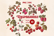 Vintage Fruit & Berry Bundle PNG SVG, a Food Illustration by Marie T (Thumbnail 8 of 17)