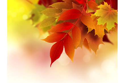 autumn background, an Abstract Photo by BazziBa♥