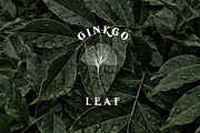 De Ginkgo, a Serif Font by Emyself Design (Thumbnail 3 of 16)