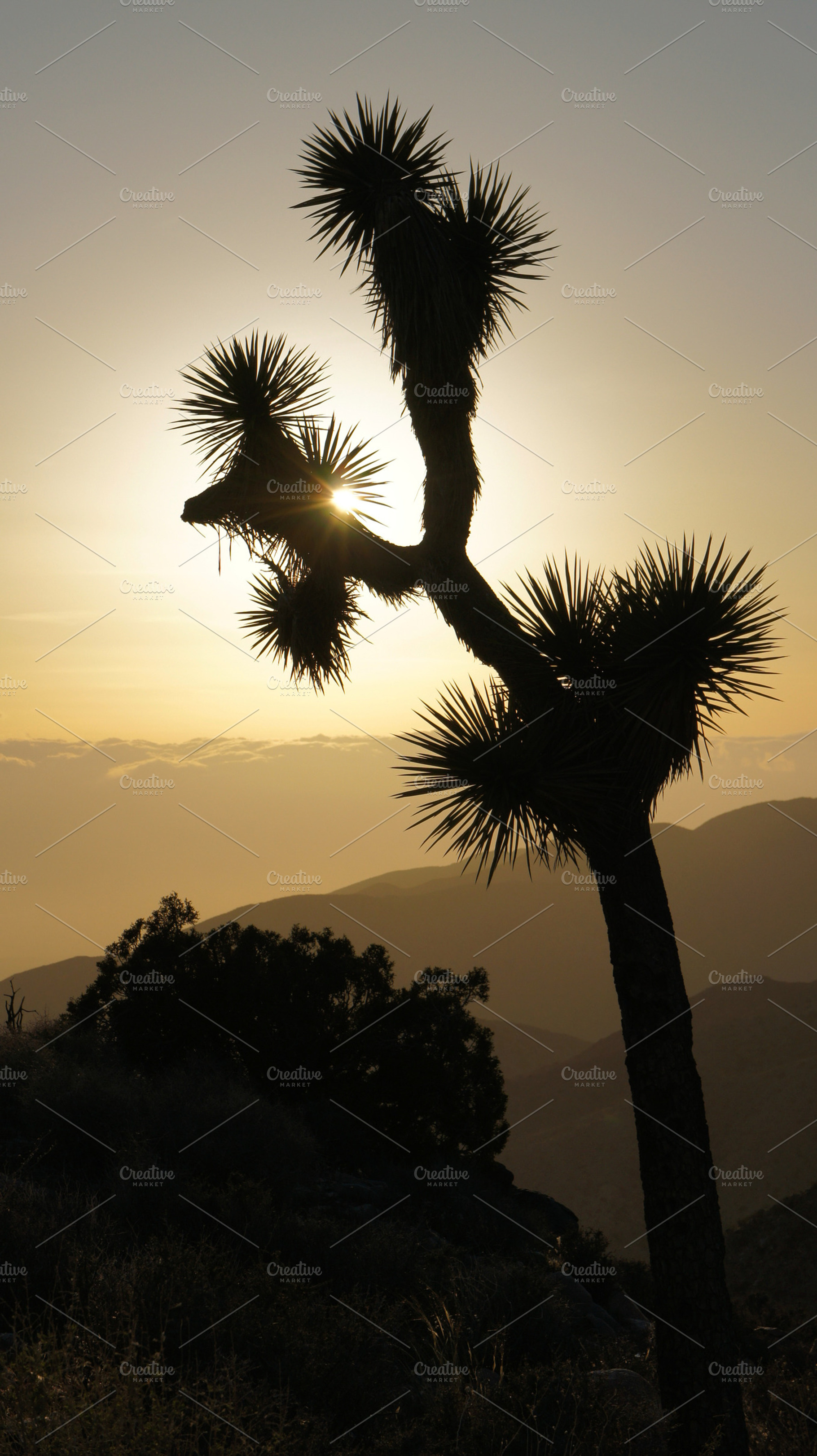 Raised Needles 2