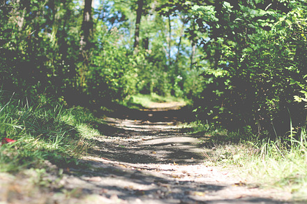Through The Woods Containing Nature Photography And Outdoors preview 6