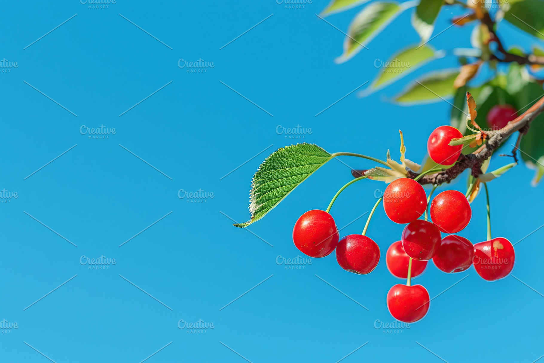 Fresh cherries hanging on tree branch on blue sky background, a Food & Drink Photo by AlyaAnd