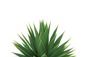 Agave