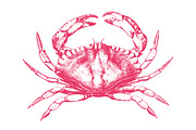 10 Vector Ocean Illustration Pack, an Illustration by Theresa Barba (Thumbnail 2 of 11)
