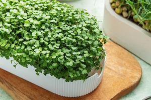 Growing fresh microgreens for healthy organic food and nutrition, a Photo by Olena Rudo