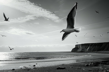 Numerous seagulls flying above sandy, a Photo by Iftikhar Alam