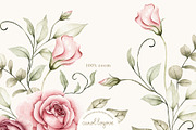 Watercolor Blush Roses Floral Set, a Decorative Illustration by Carol Lozove (Thumbnail 6 of 50)