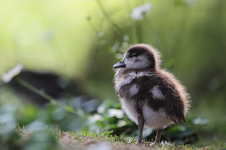 Chick of an Egyptian Goose