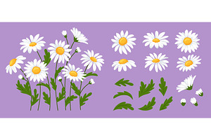 Daisy flowers. Chamomile blossoms, an Object Illustration by winwin.art