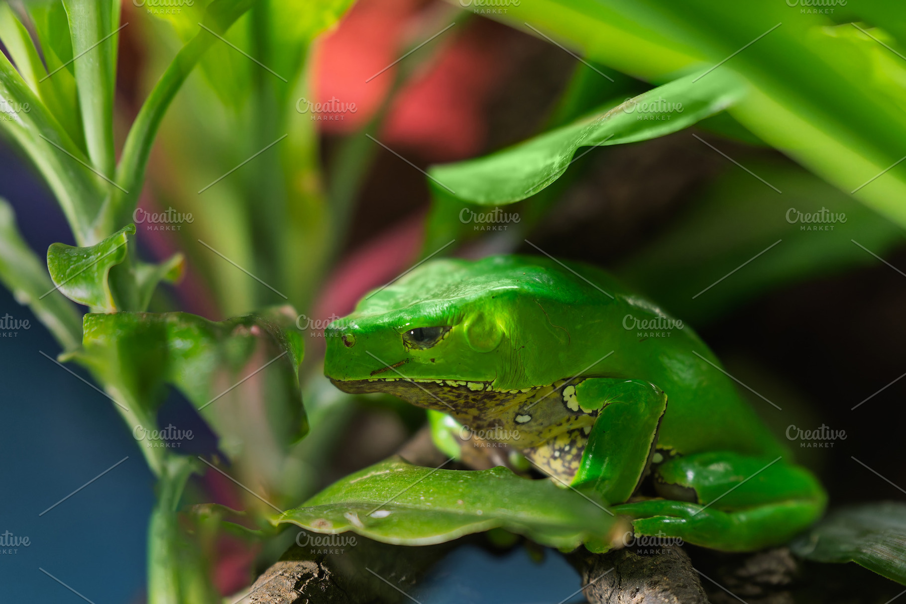 Bright green frog on a tropical leaf, an Animal Photo by Perpis