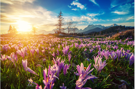 Spring crocus flowers in the green, a Nature Photo by Nature and travel
