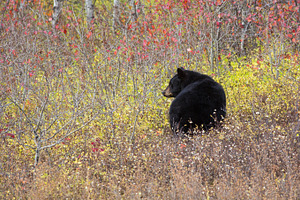 Black Bear