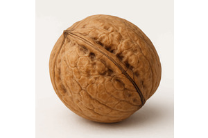Whole walnut in shell isolated on, a Food Illustration by AlexArt