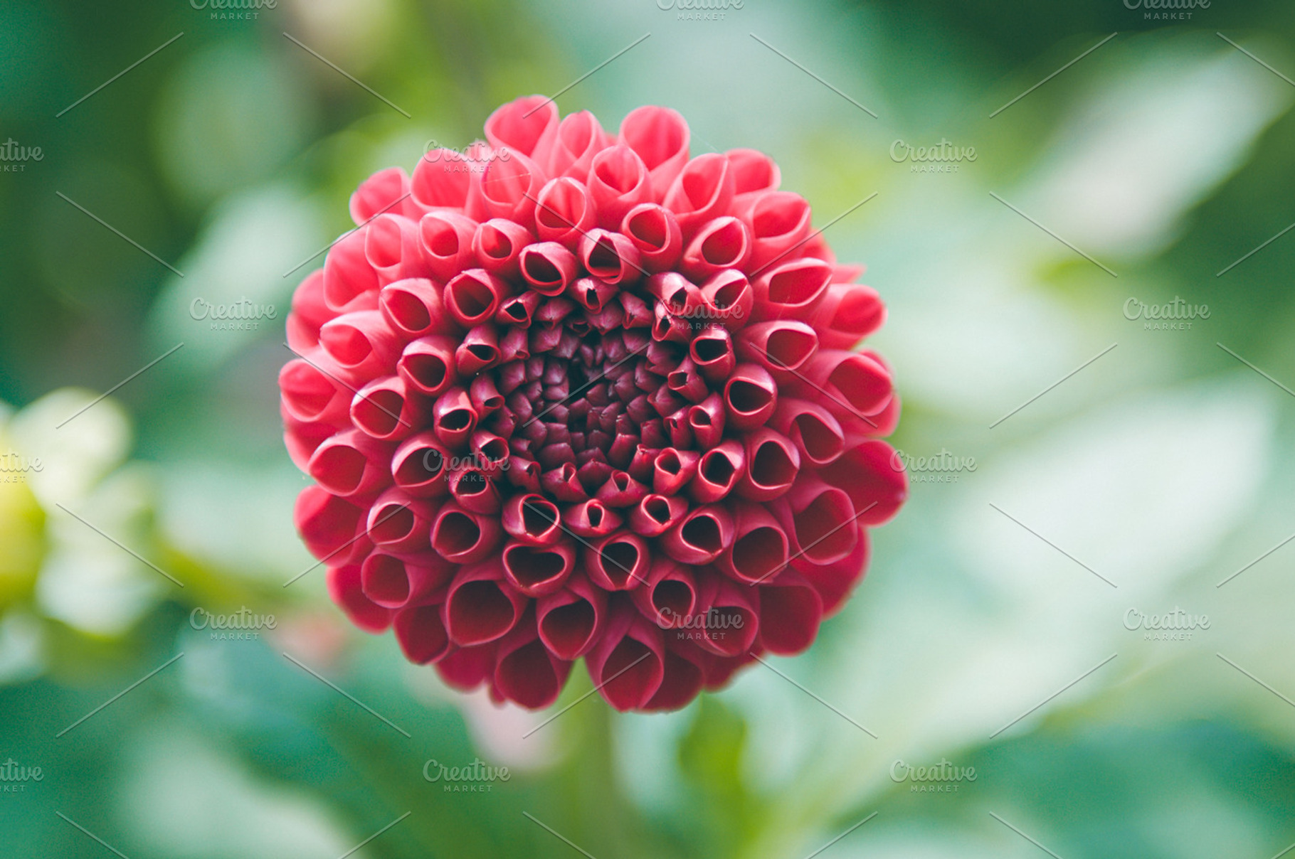 Red dahlia flower featuring red, dahlia, and flower, a Nature Photo by Kelly Van de Vliet