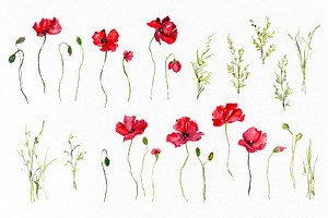 Watercolor Red Poppies Flowers Png