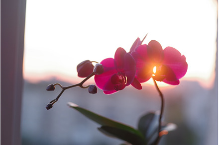 Orchid blooming at home. Sunlight