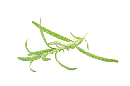 Fresh green rosemary isolated on white background, a Food & Drink Photo by AtlasStudio PRO