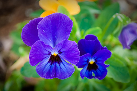 Flower stock photo, a Nature Photo by lalipel198