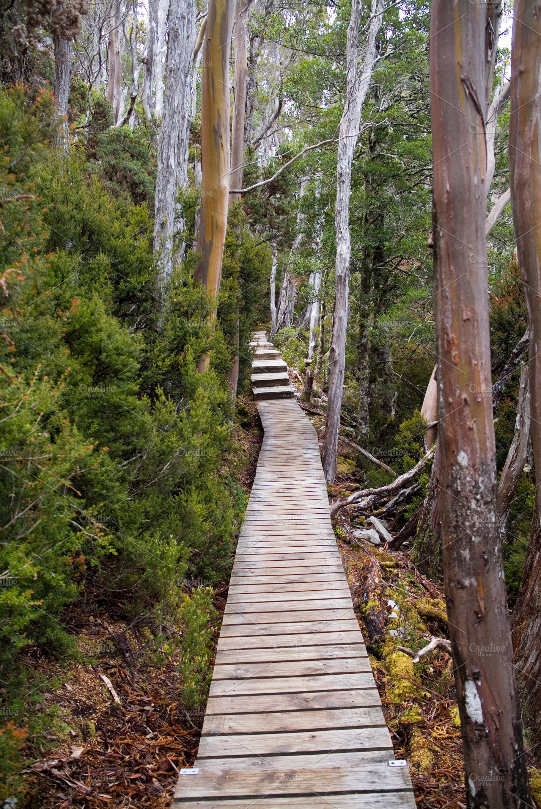 Boardwalk Through Forest, a Nature Photo by THP Creative