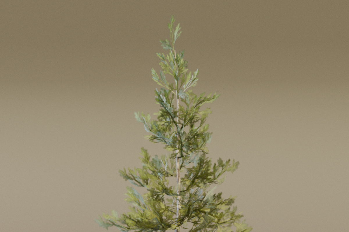 The Sabalpine Fir Tree, a Plants & Tree 3D Model by FuturePastCreatives (Photo 6 of 6)